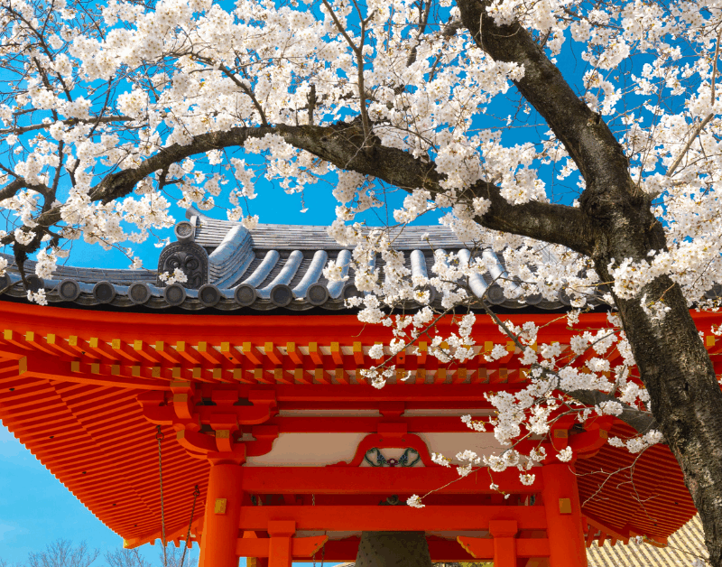 Cherry blossoms bloom near a traditional Japanese temple with red beams and tiled roof