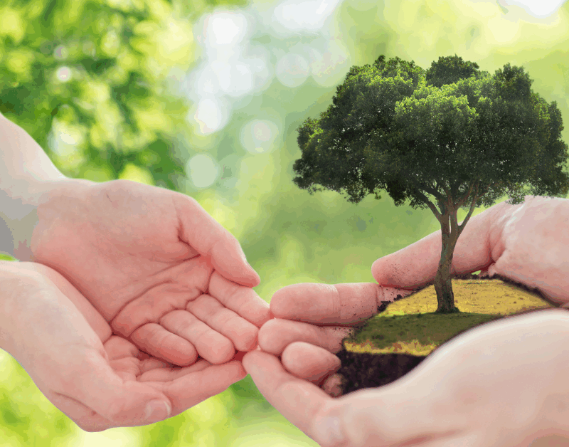 Hands pass a small tree with soil, symbolizing environmental care and sustainability