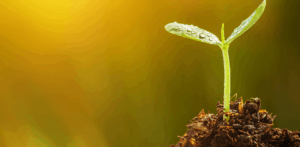 Young green seedling with water droplets sprouts from soil against a golden background